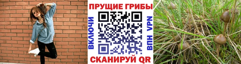 Галлюциногенные грибы Cubensis Анива